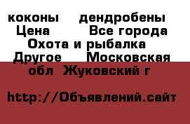 коконы    дендробены › Цена ­ 25 - Все города Охота и рыбалка » Другое   . Московская обл.,Жуковский г.